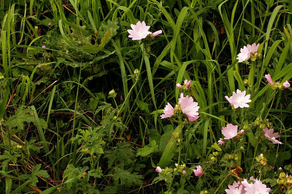 Malva alcea